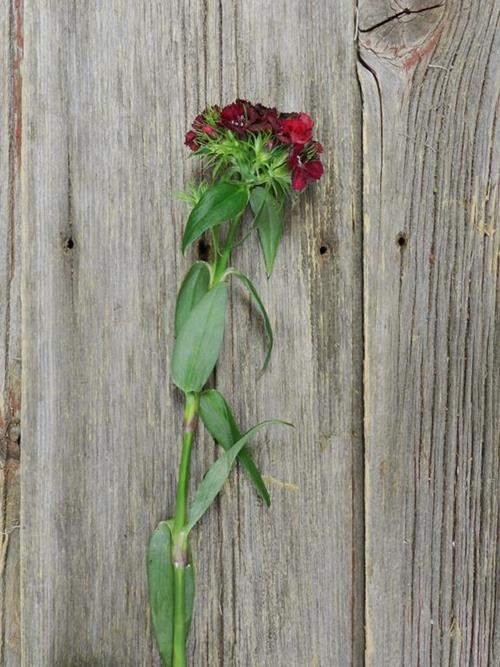 BURGUNDY GYPSY DIANTHUS